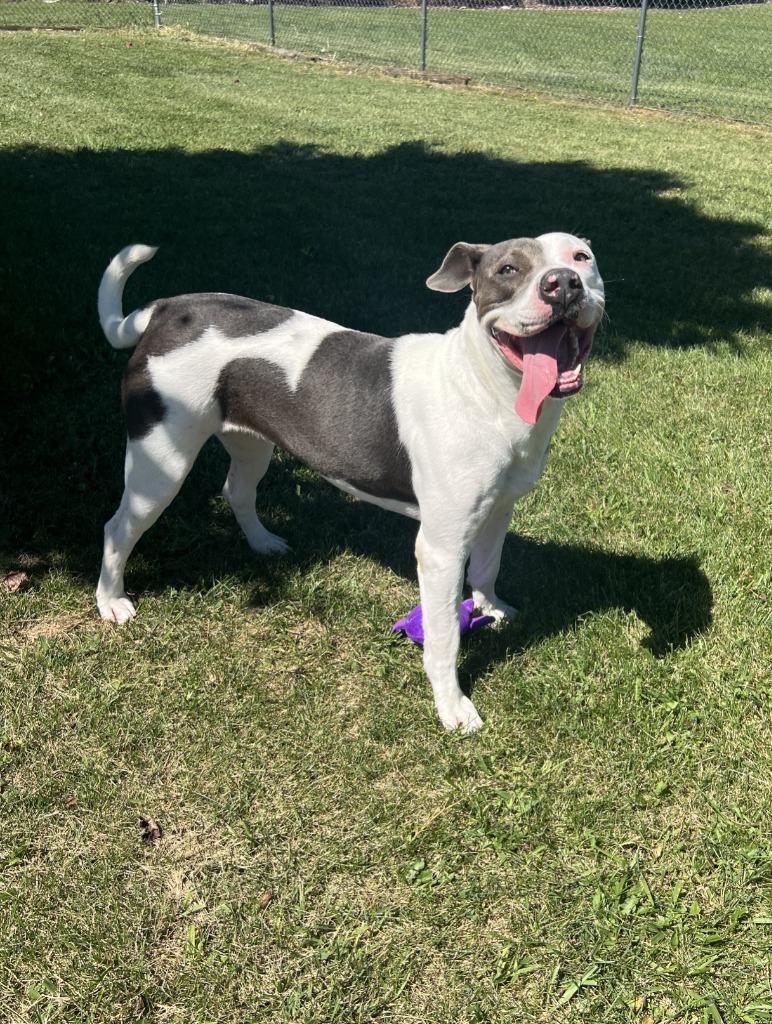 Enlarge Izzy, a Adoptable American Staffordshire Terrier in Hartford City, IN image 1/6