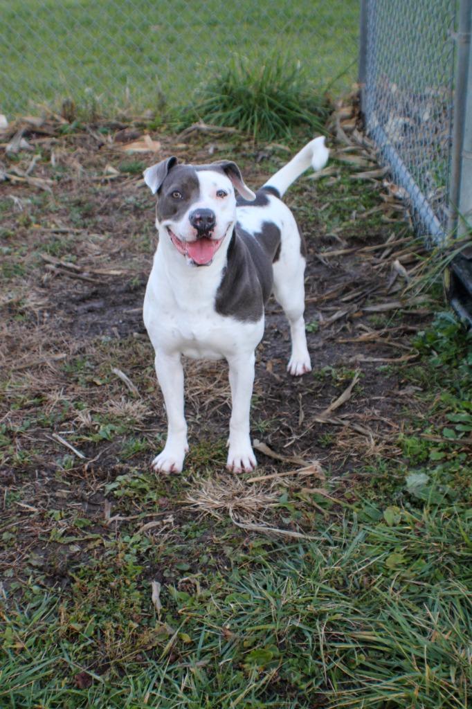 Enlarge Izzy, a Adoptable American Staffordshire Terrier in Hartford City, IN image 1/6