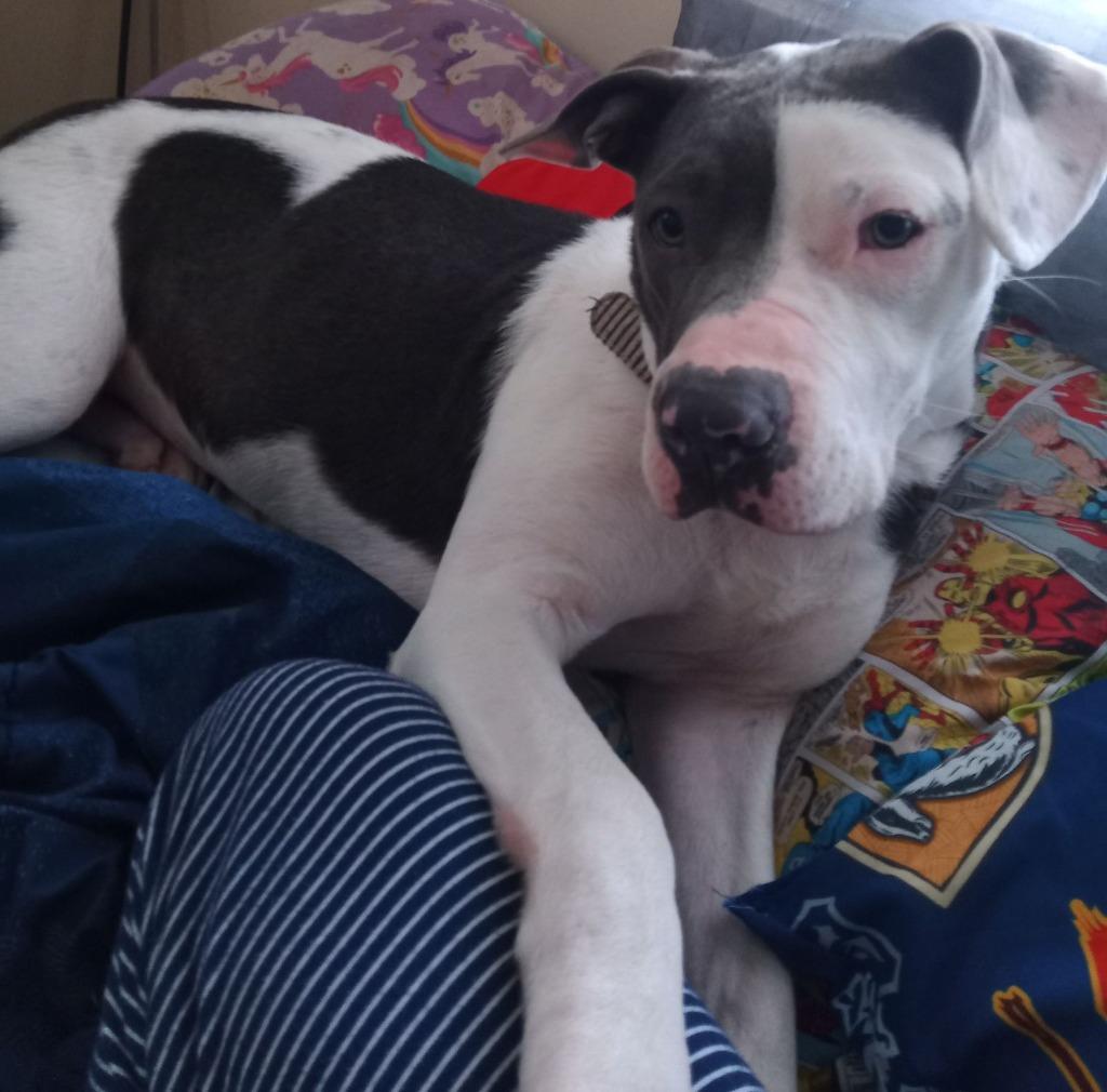 Enlarge Izzy, a Adoptable American Staffordshire Terrier in Hartford City, IN image 3/6