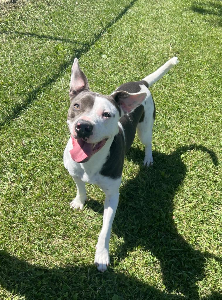 Enlarge Izzy, a Adoptable American Staffordshire Terrier in Hartford City, IN image 4/6