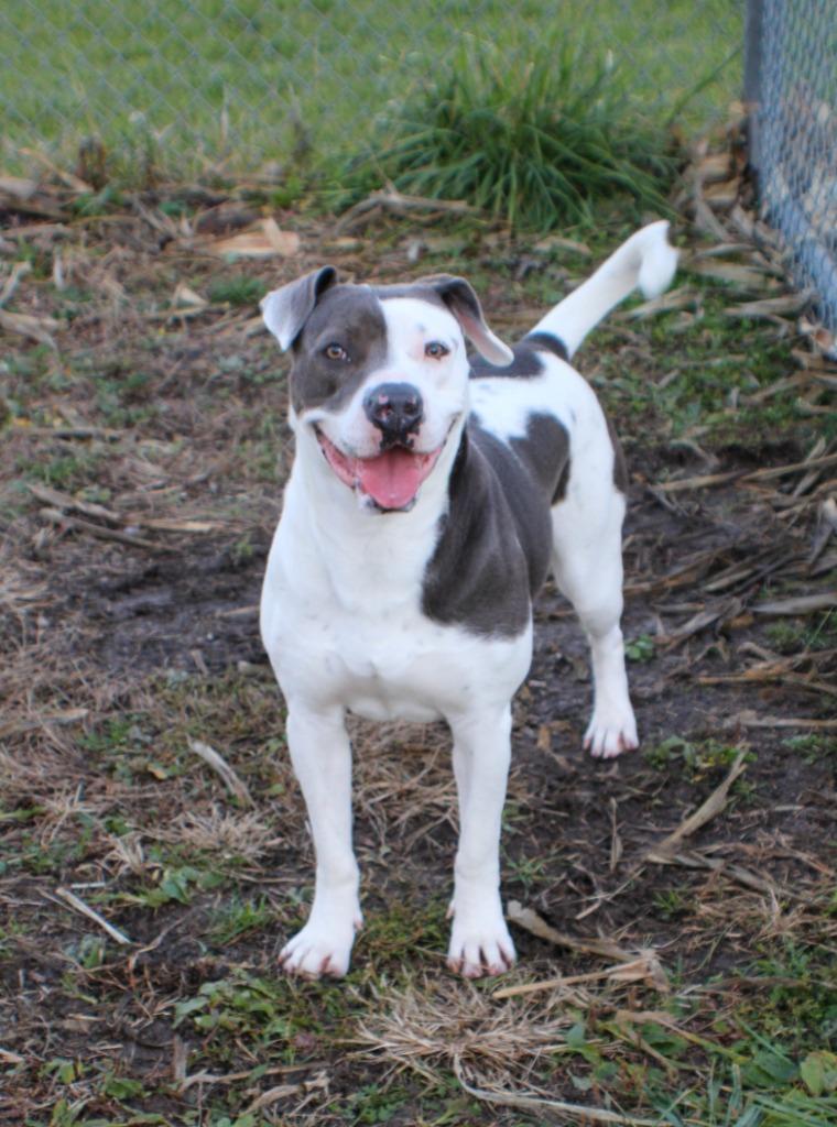Enlarge Izzy, a Adoptable American Staffordshire Terrier in Hartford City, IN image 2/6