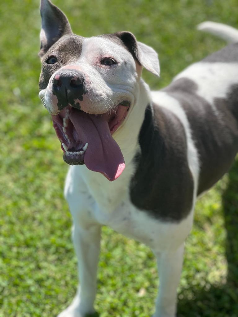 Enlarge Izzy, a Adoptable American Staffordshire Terrier in Hartford City, IN image 1/6