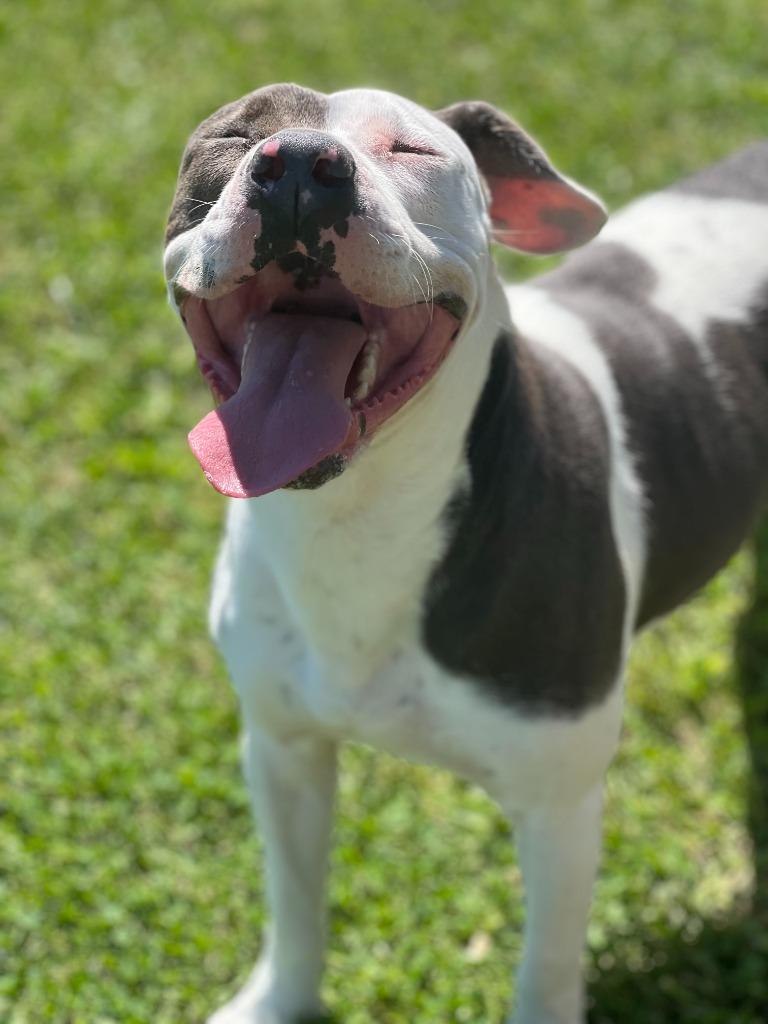 Enlarge Izzy, a Adoptable American Staffordshire Terrier in Hartford City, IN image 4/6