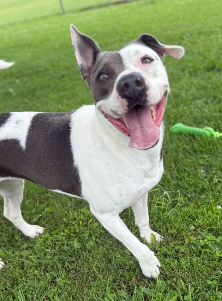 Enlarge Izzy, a Adoptable American Staffordshire Terrier in Hartford City, IN image 4/6