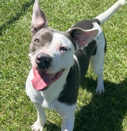 Enlarge Izzy, a Adoptable American Staffordshire Terrier in Hartford City, IN image 5/6