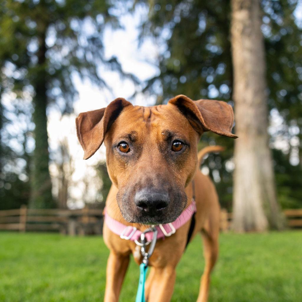 Enlarge Abby, a Adoptable mixed breed in Woodinville, WA image 1/6