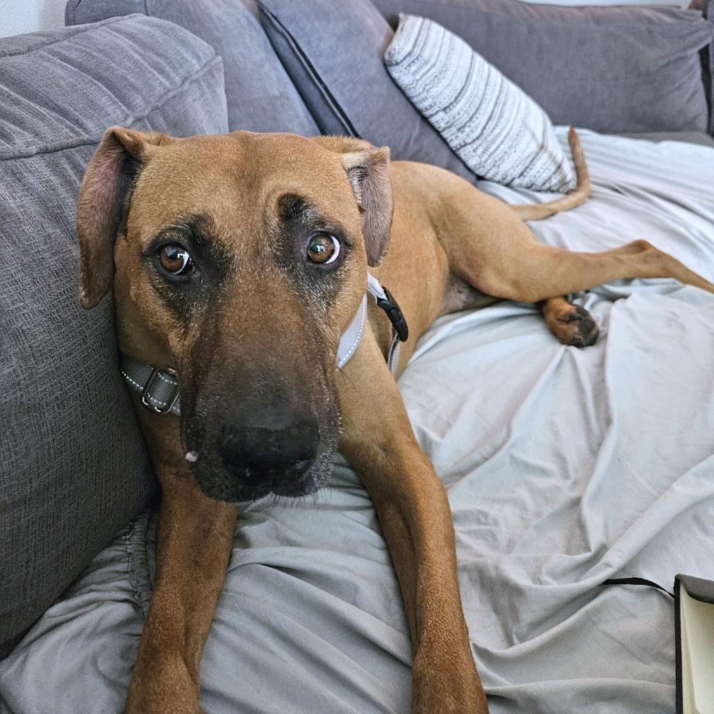 Enlarge Abby, a Adoptable mixed breed in Woodinville, WA image 2/6