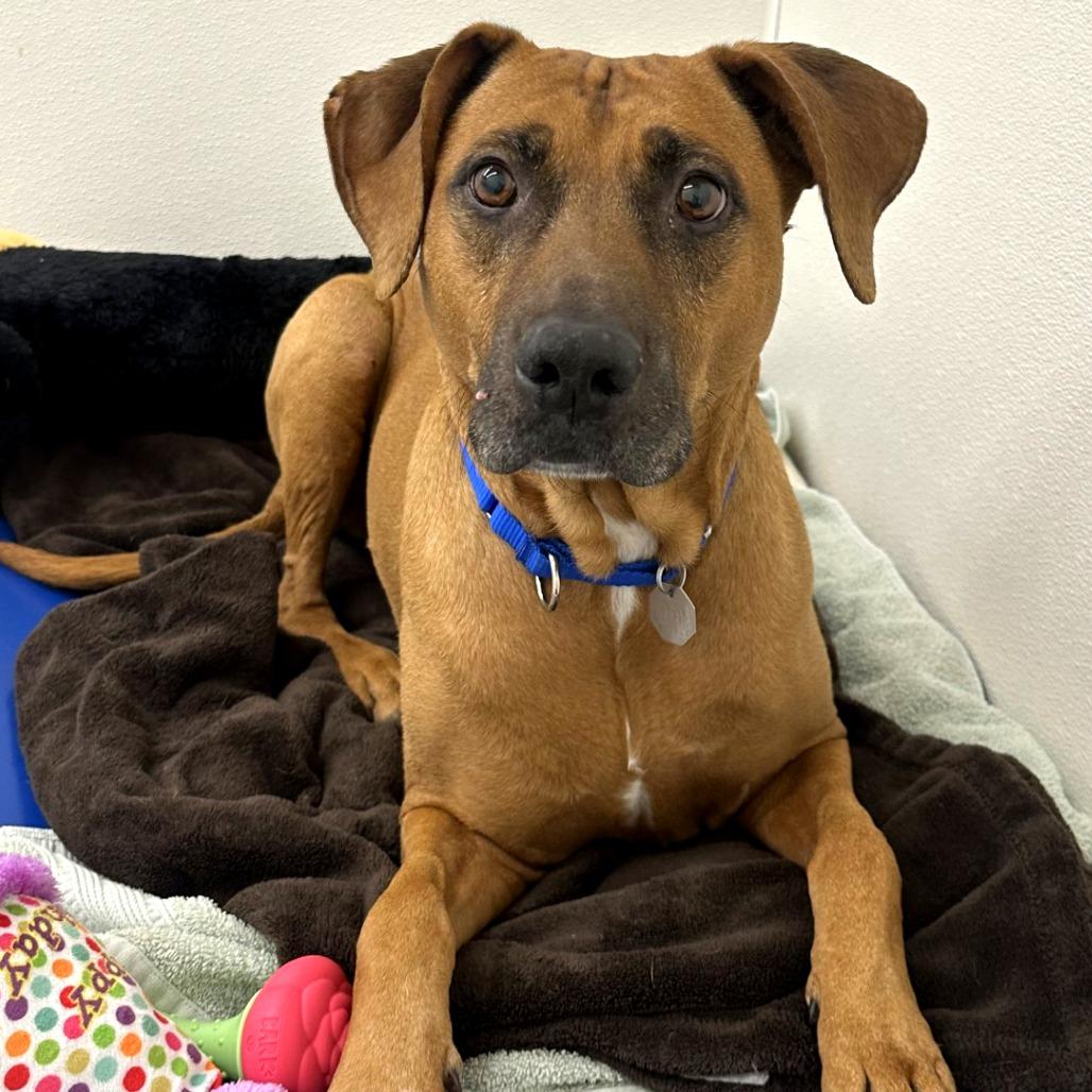 Enlarge Abby, a Adoptable mixed breed in Woodinville, WA image 3/6