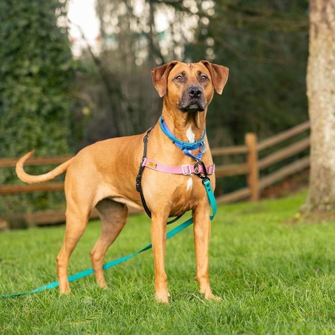 Enlarge Abby, a Adoptable mixed breed in Woodinville, WA image 3/6