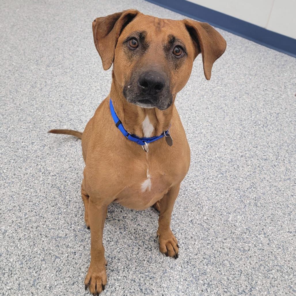 Enlarge Abby, a Adoptable mixed breed in Woodinville, WA image 4/6