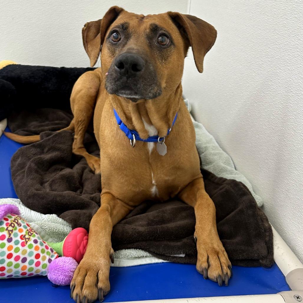 Enlarge Abby, a Adoptable mixed breed in Woodinville, WA image 5/6