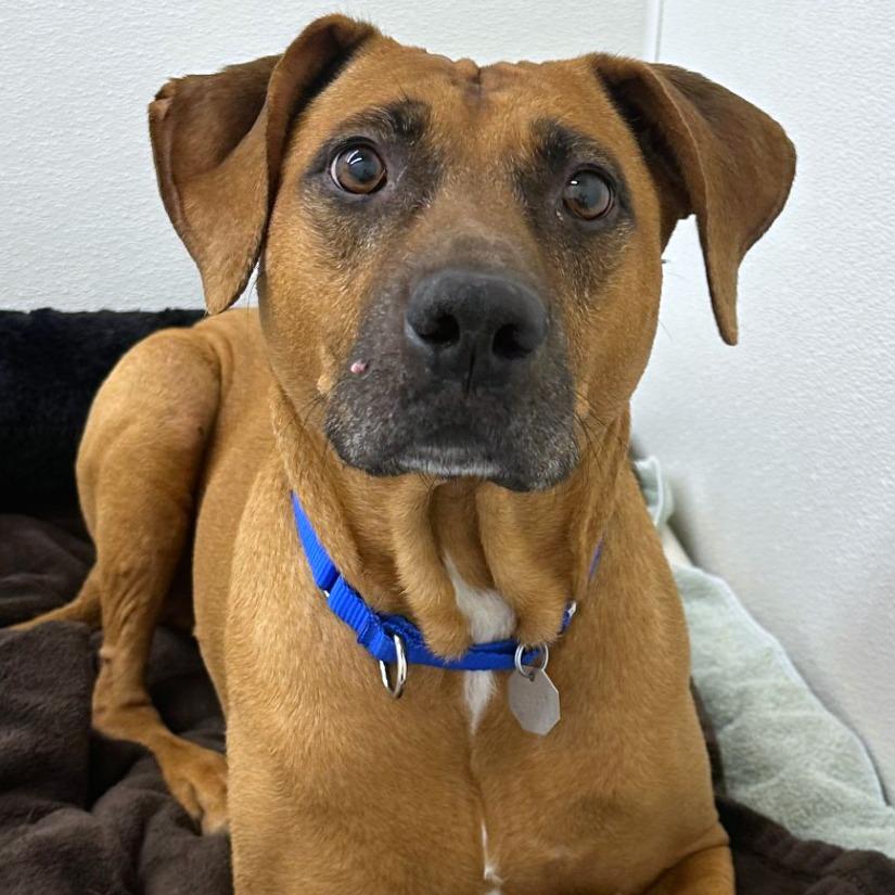 Enlarge Abby, a Adoptable mixed breed in Woodinville, WA image 5/6