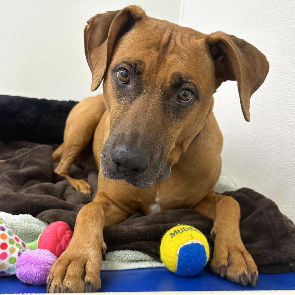 Enlarge Abby, a Adoptable mixed breed in Woodinville, WA image 6/6