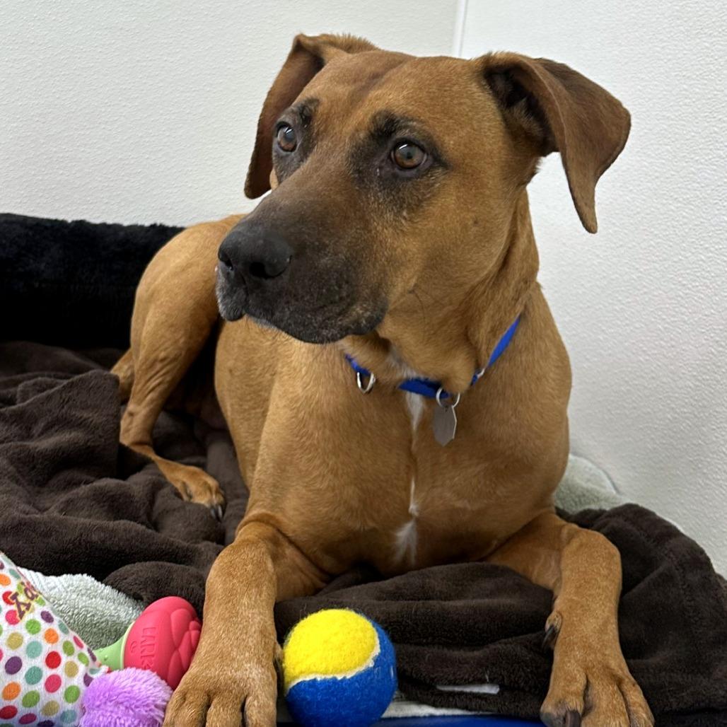 Enlarge Abby, a Adoptable mixed breed in Woodinville, WA image 6/6