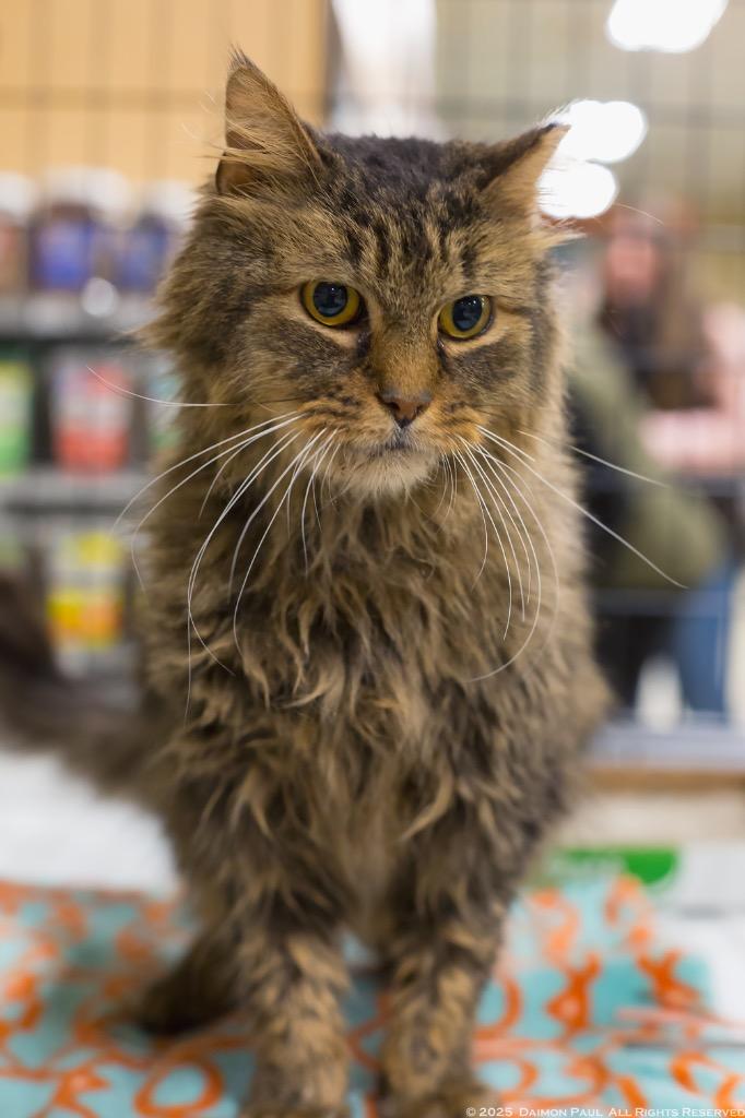 Enlarge Martin, a Adoptable mixed breed in Camp Hill, PA image 1/3