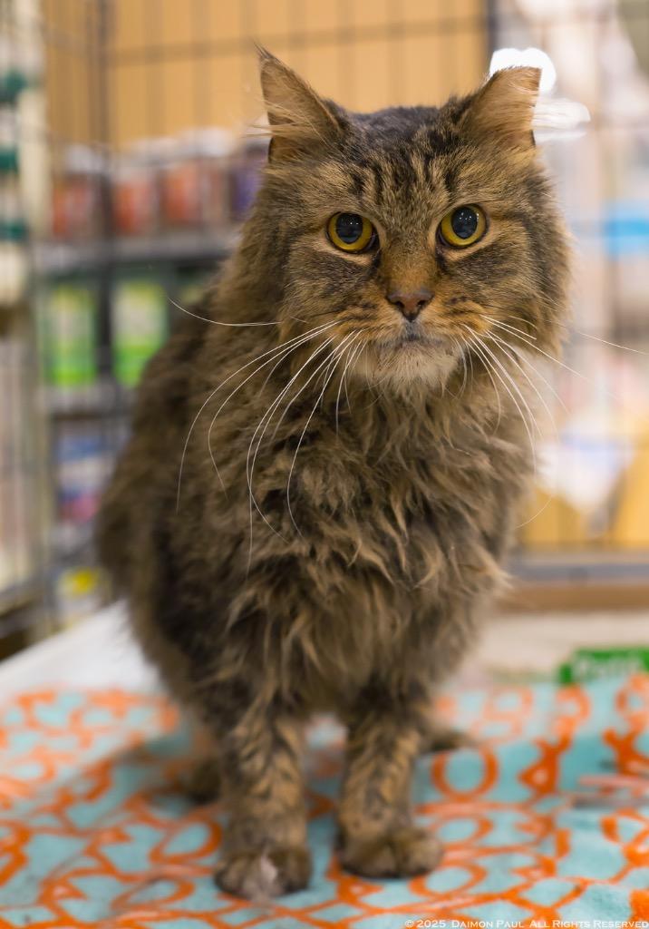Enlarge Martin, a Adoptable mixed breed in Camp Hill, PA image 2/3