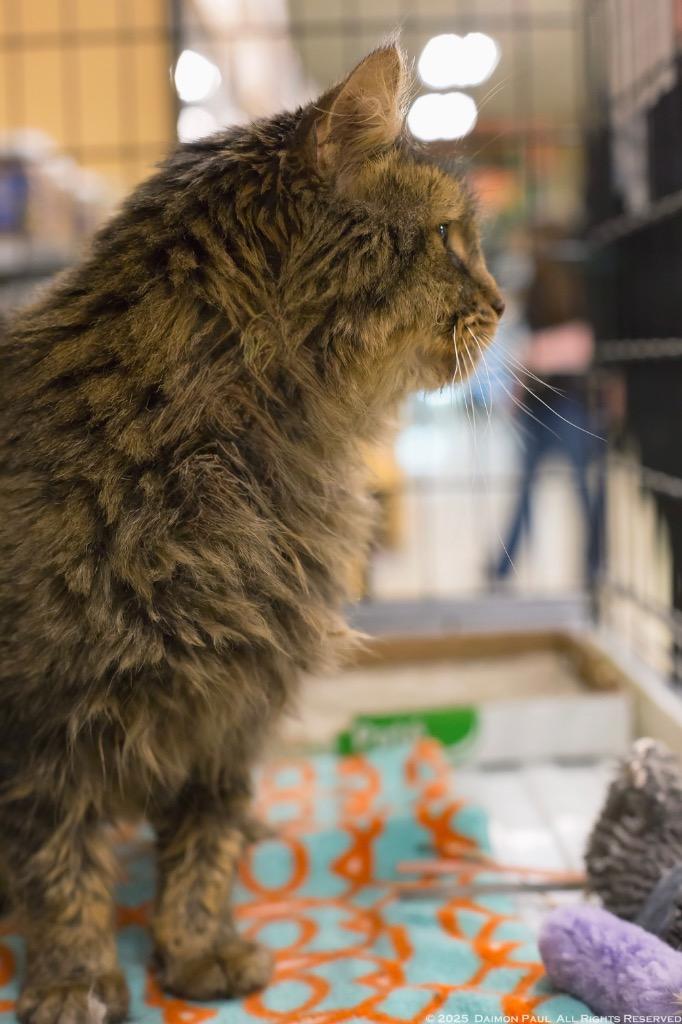 Enlarge Martin, a Adoptable mixed breed in Camp Hill, PA image 3/3