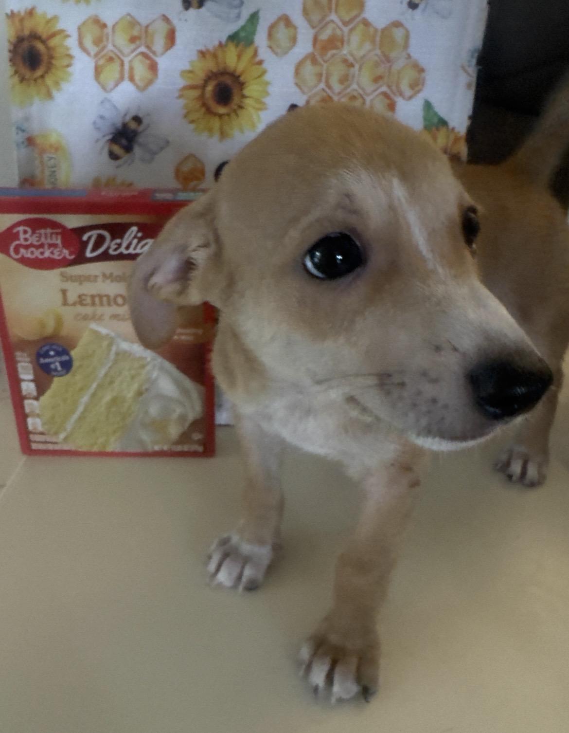 Hércules, a ADOPTABLE mixed breed in Virginia Beach, VA image 2/2