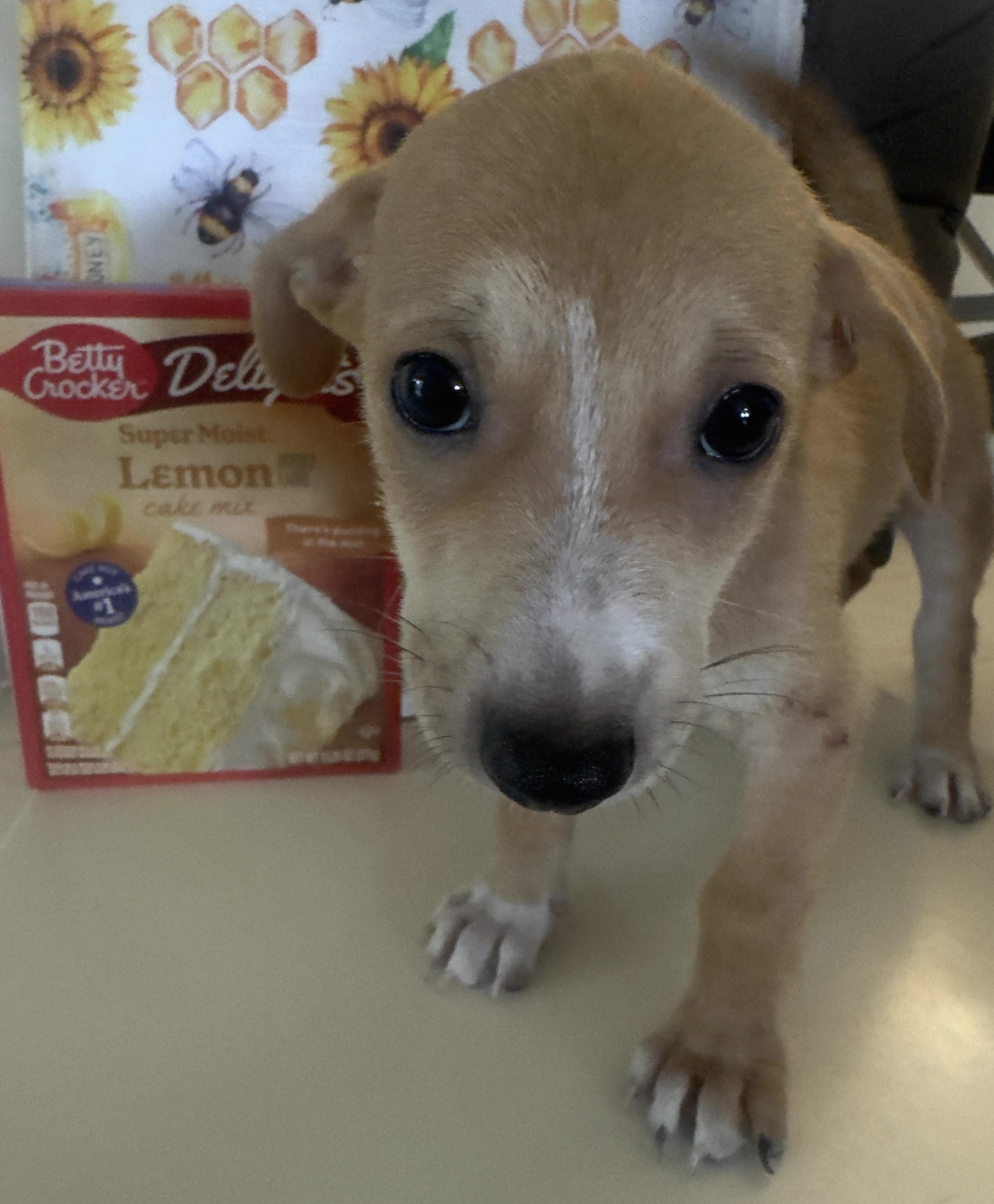 Hércules, ADOPTABLE, Puppy Male Dachshund & Chihuahua.
