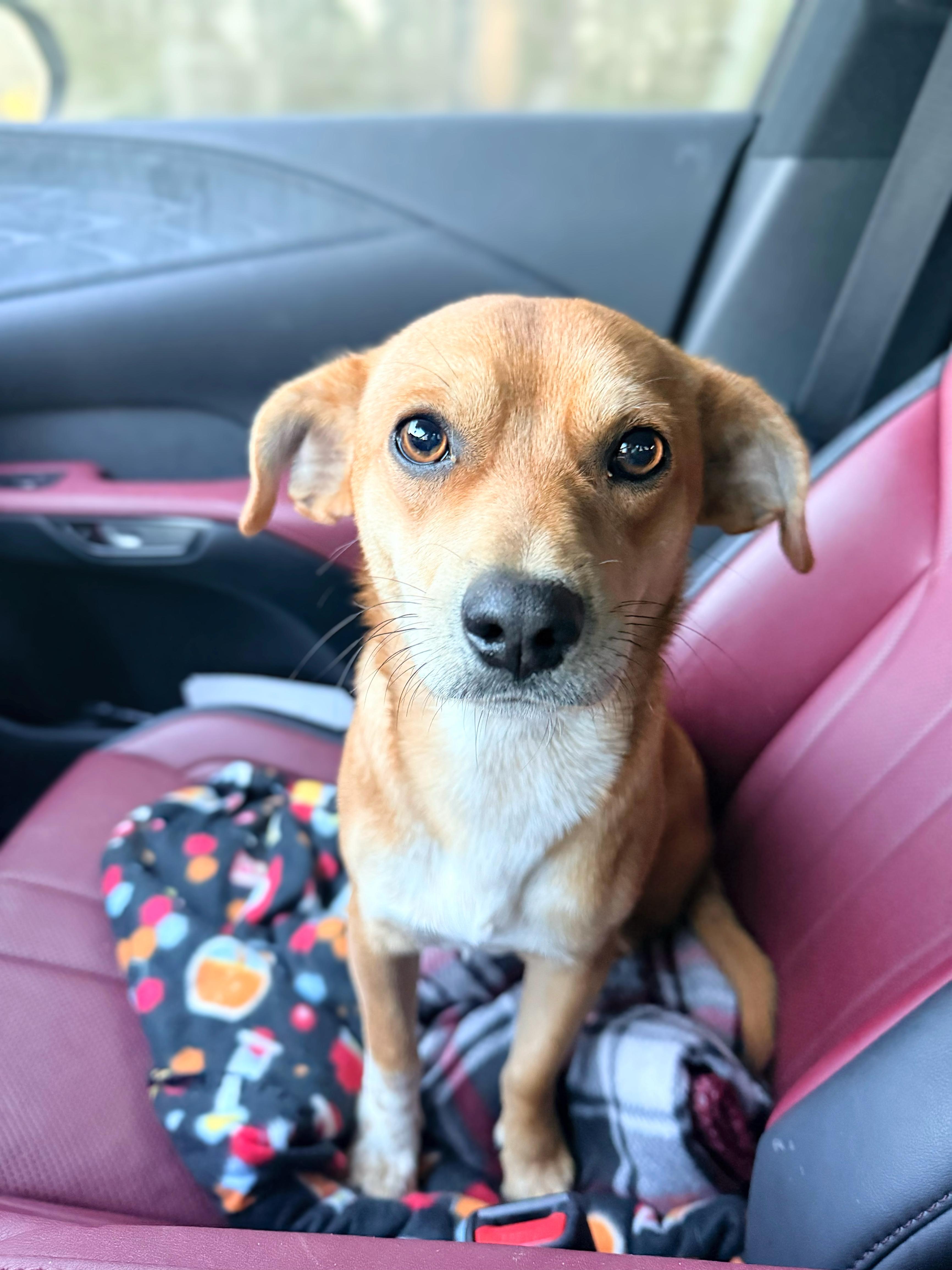 Roger, ADOPTABLE, Young Male Chihuahua & Beagle.