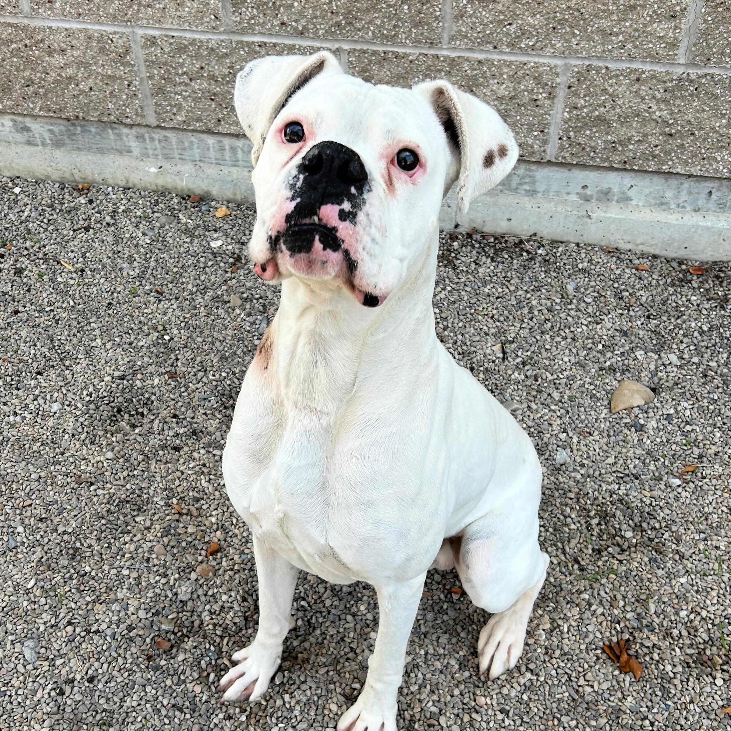 Beluga, an adoptable Boxer in Lindon, UT, 84042 | Photo Image 3