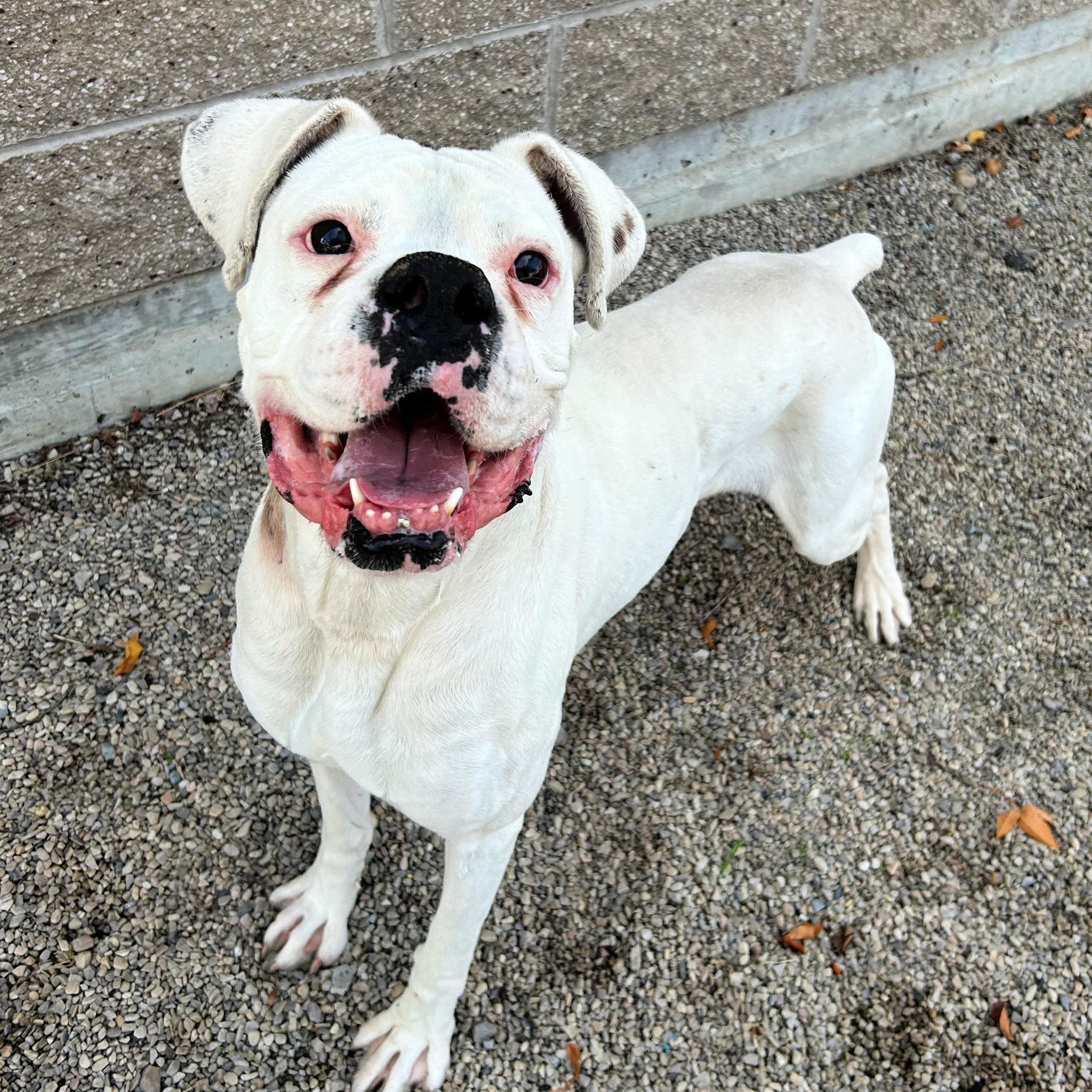 Beluga, an adoptable Boxer in Lindon, UT, 84042 | Photo Image 2
