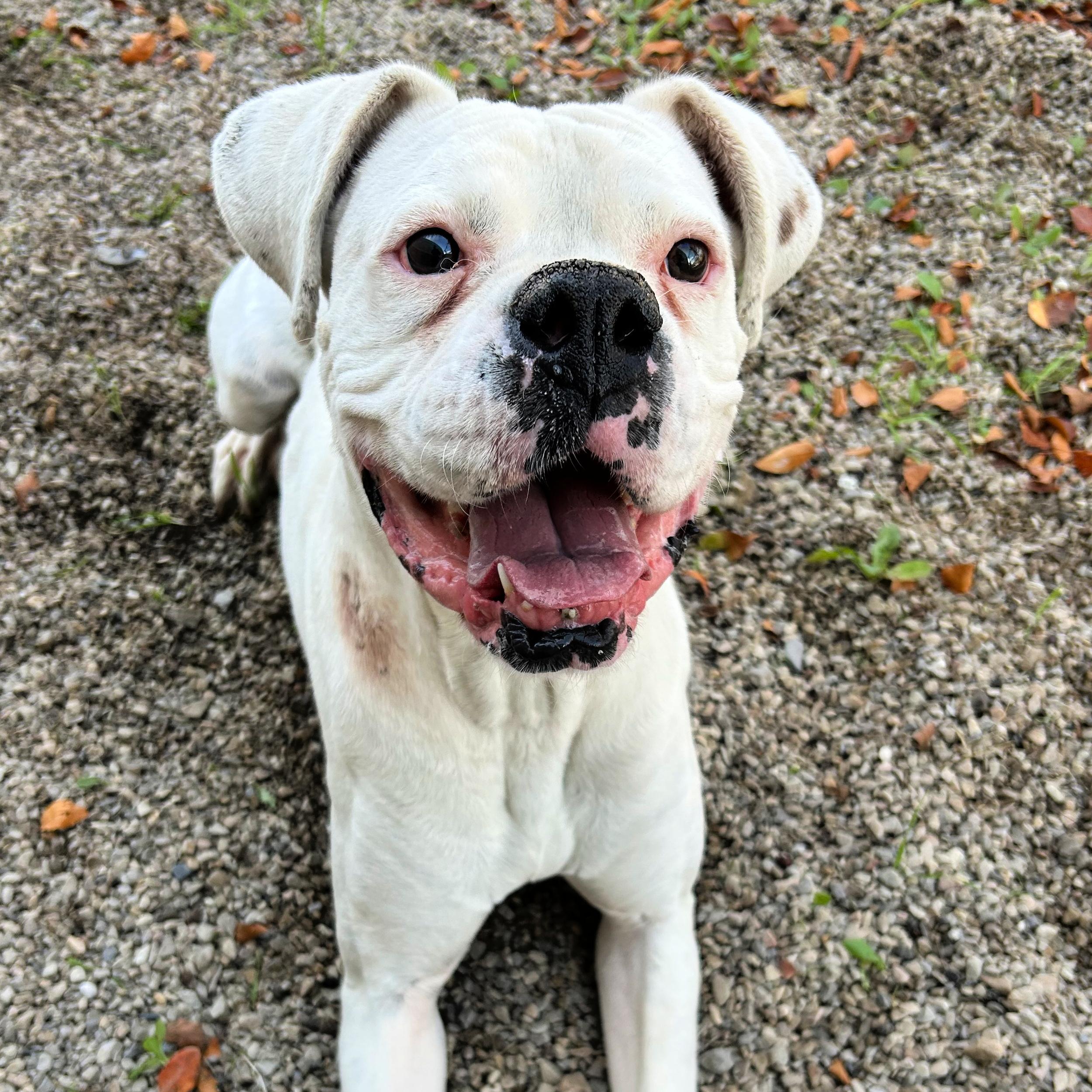 Beluga, an adoptable Boxer in Lindon, UT, 84042 | Photo Image 5