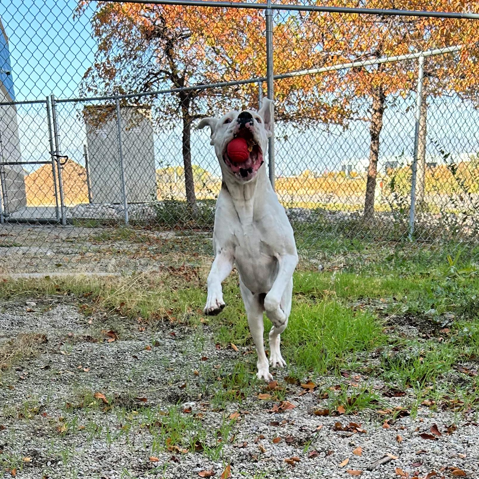 Beluga, an adoptable Boxer in Lindon, UT, 84042 | Photo Image 4