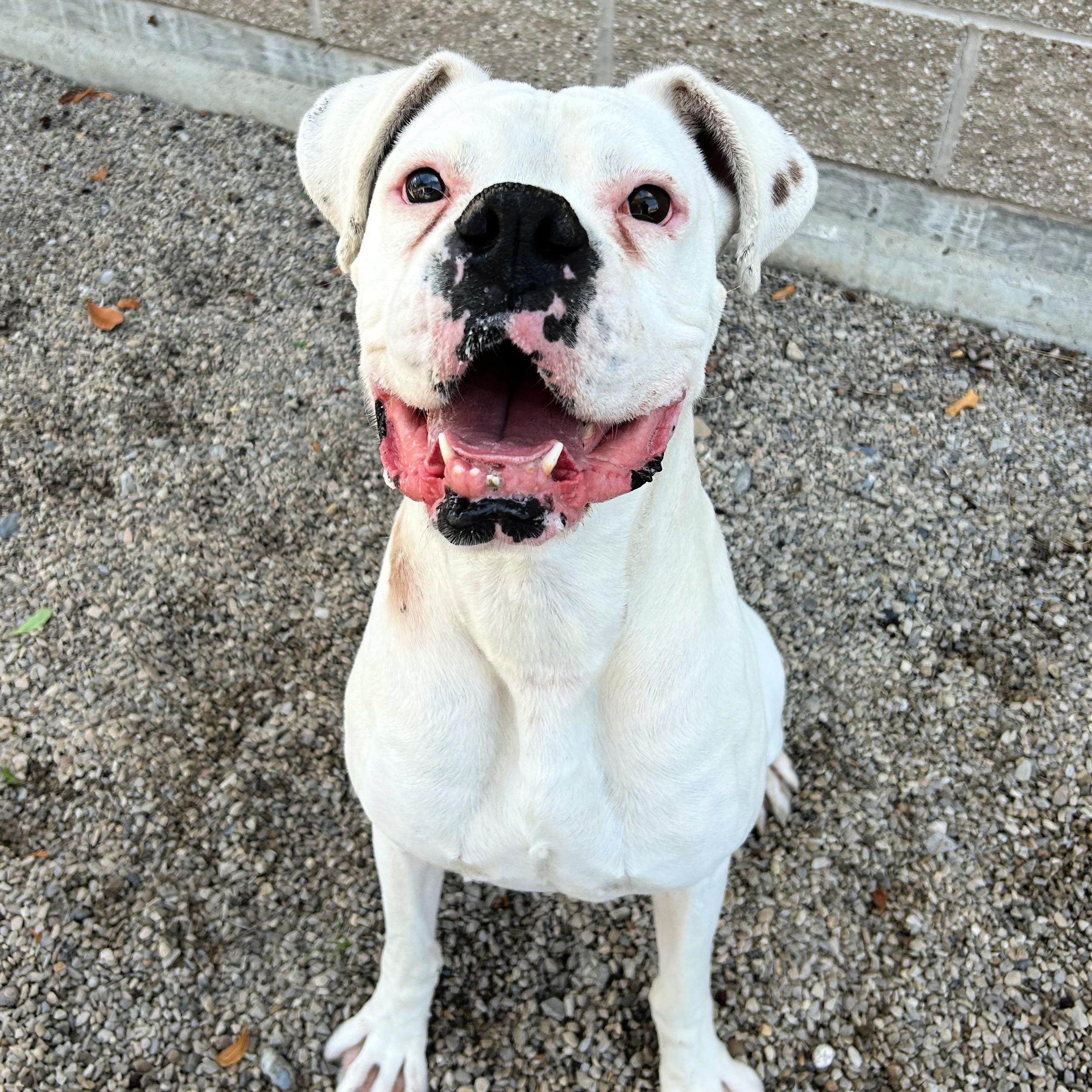 Beluga, an adoptable Boxer in Lindon, UT, 84042 | Photo Image 1