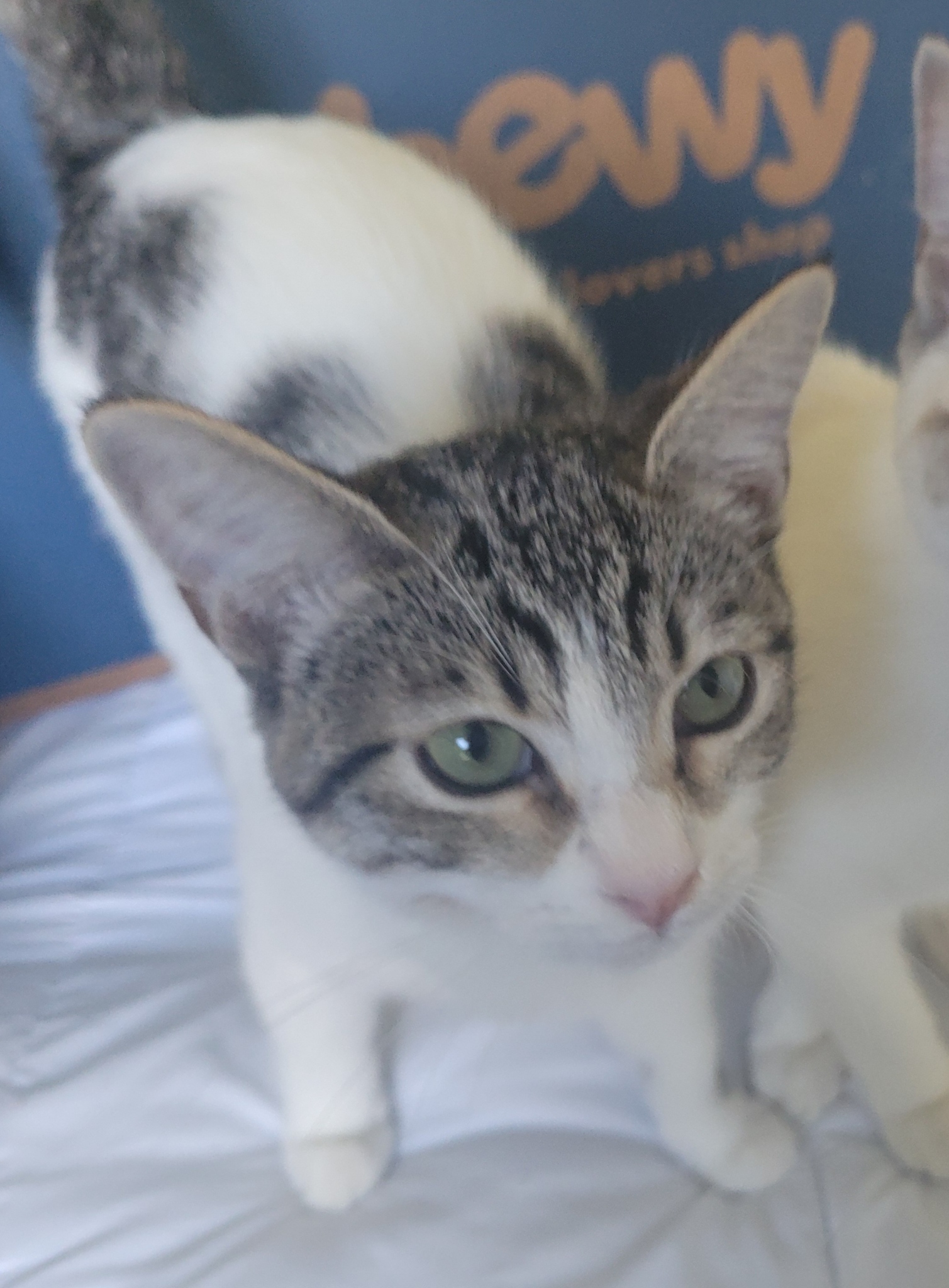 Enlarge Sadie {GF}, a Adoptable Domestic Short Hair in Encino, CA image 1/1