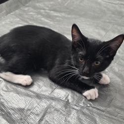 N - Pepper, a Adoptable Domestic Short Hair in Arizona City, AZ image 1/2
