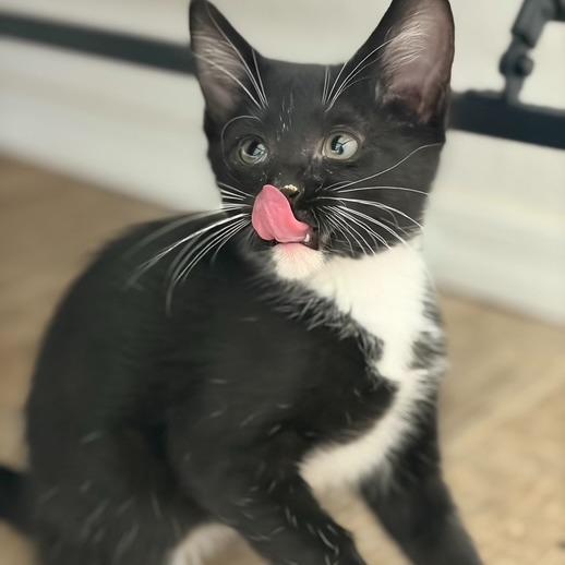 N - Pepper, a Adoptable Domestic Short Hair in Arizona City, AZ image 2/2