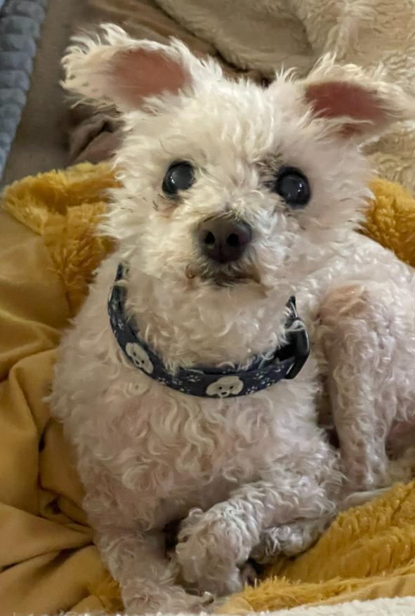 Puppy, Adopted, Senior Female Poodle.