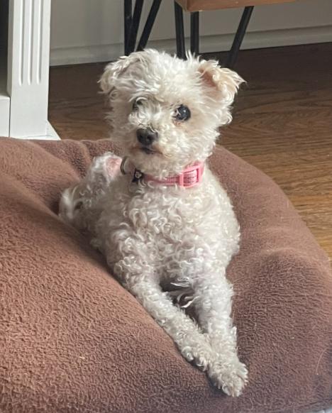 Enlarge Puppy, a Adopted Poodle in San Diego, CA image 2/3