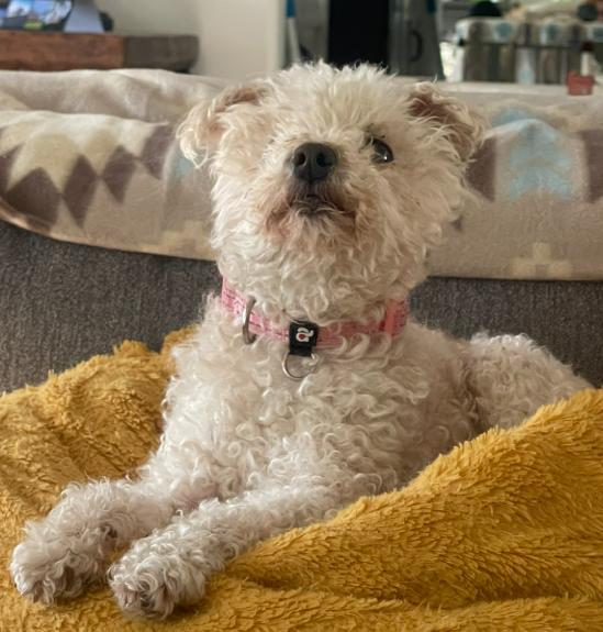 Enlarge Puppy, a Adopted Poodle in San Diego, CA image 3/3