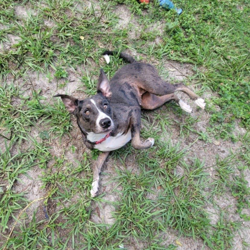 Dixie *Trained & SPONSORED*, an adoptable mixed breed in Umatilla, FL image 4/6