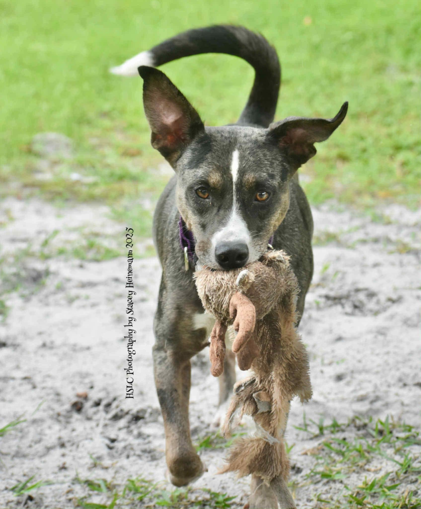 Dixie *In Training & SPONSORED*