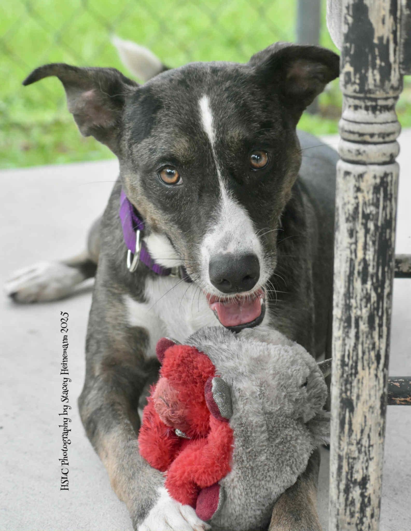 Dixie *Trained & SPONSORED*, an adoptable mixed breed in Umatilla, FL image 3/6