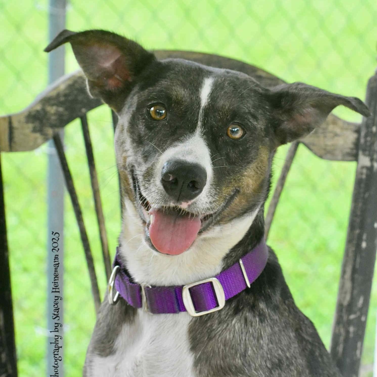 Dixie *In Training & SPONSORED*