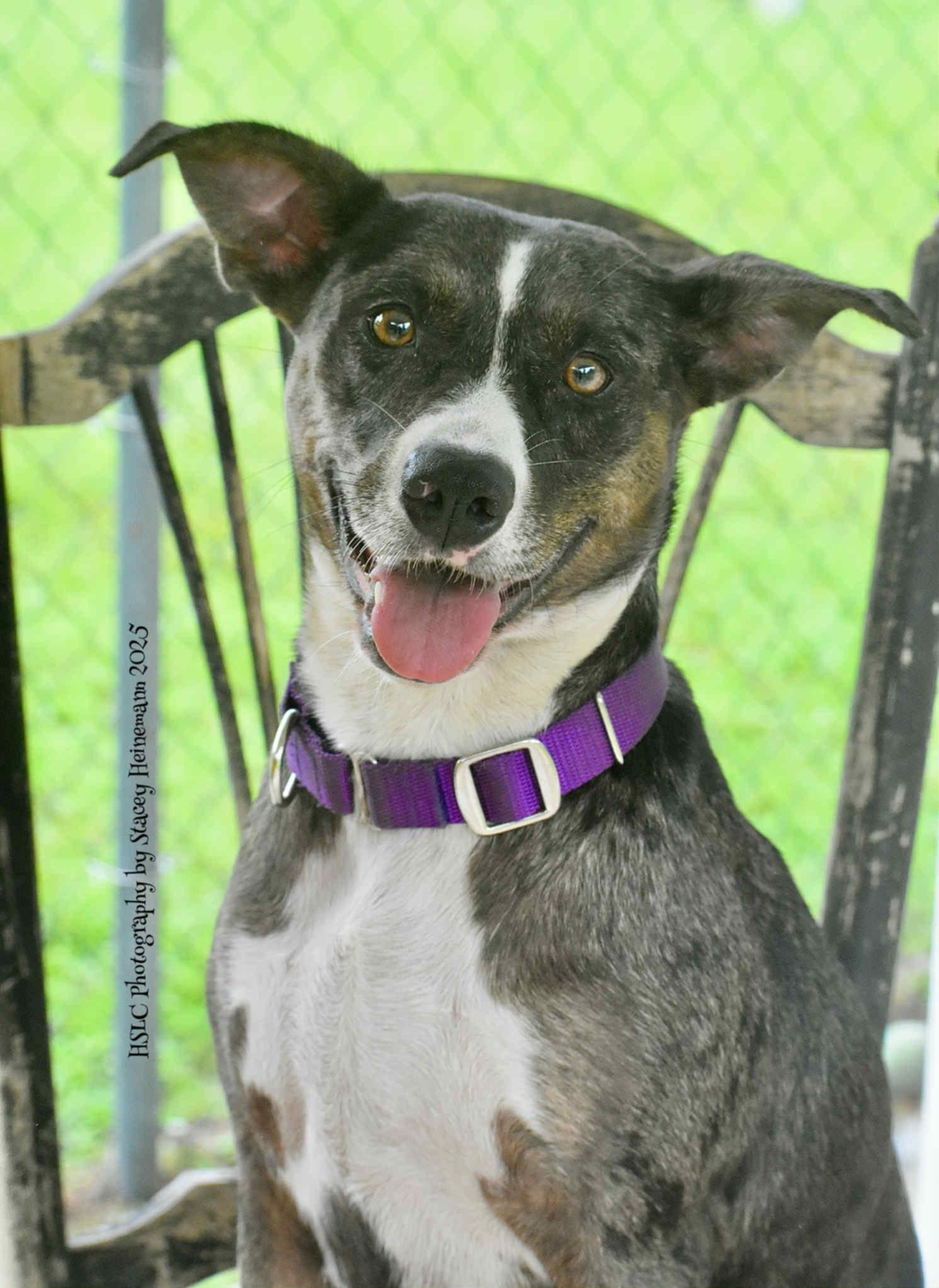 Dixie *Trained & SPONSORED*, an adoptable mixed breed in Umatilla, FL image 6/6