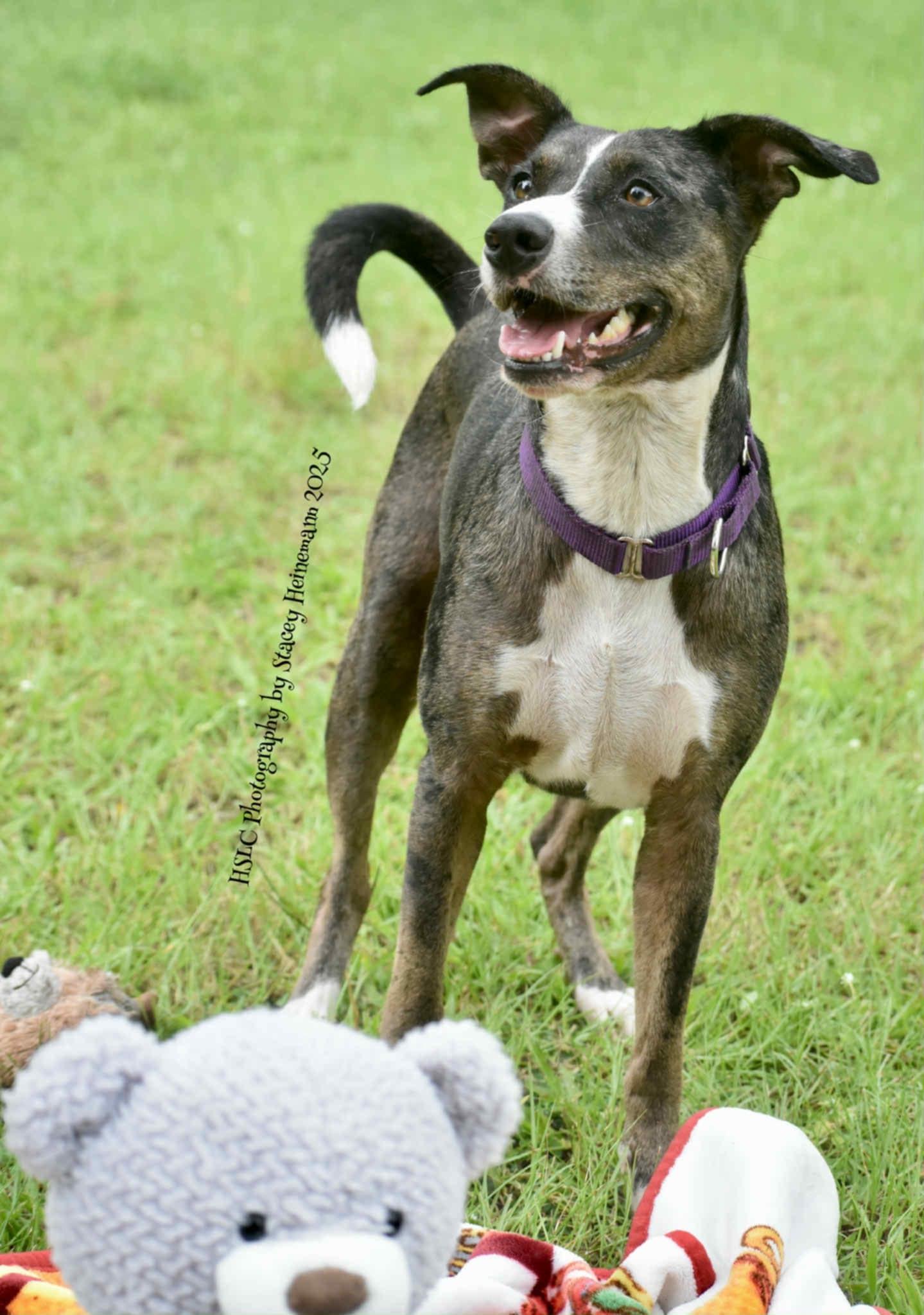 Dixie *In Training & SPONSORED*