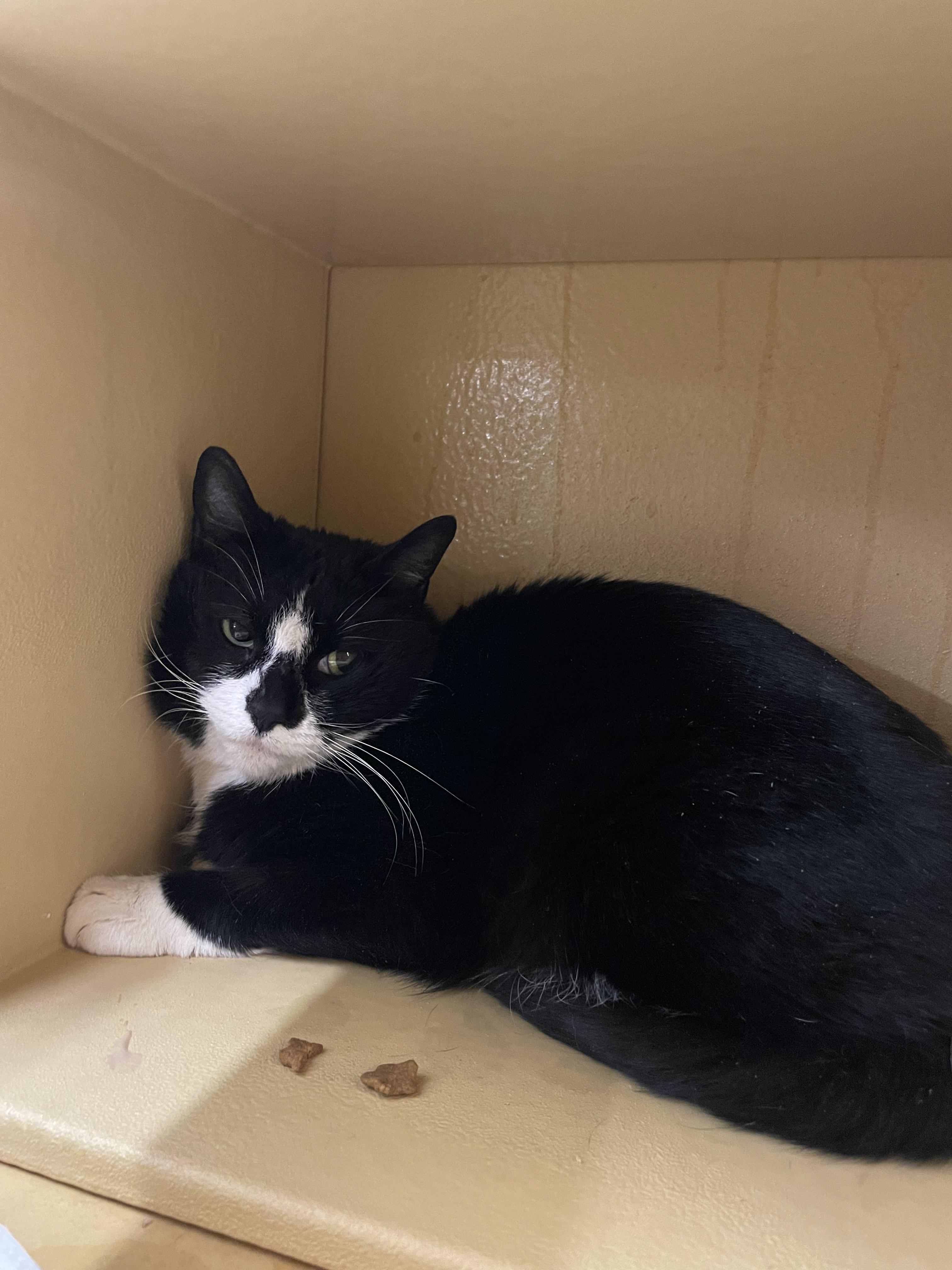 Enlarge Goosey, a ADOPTABLE Domestic Short Hair in Worcester, MA image 2/2