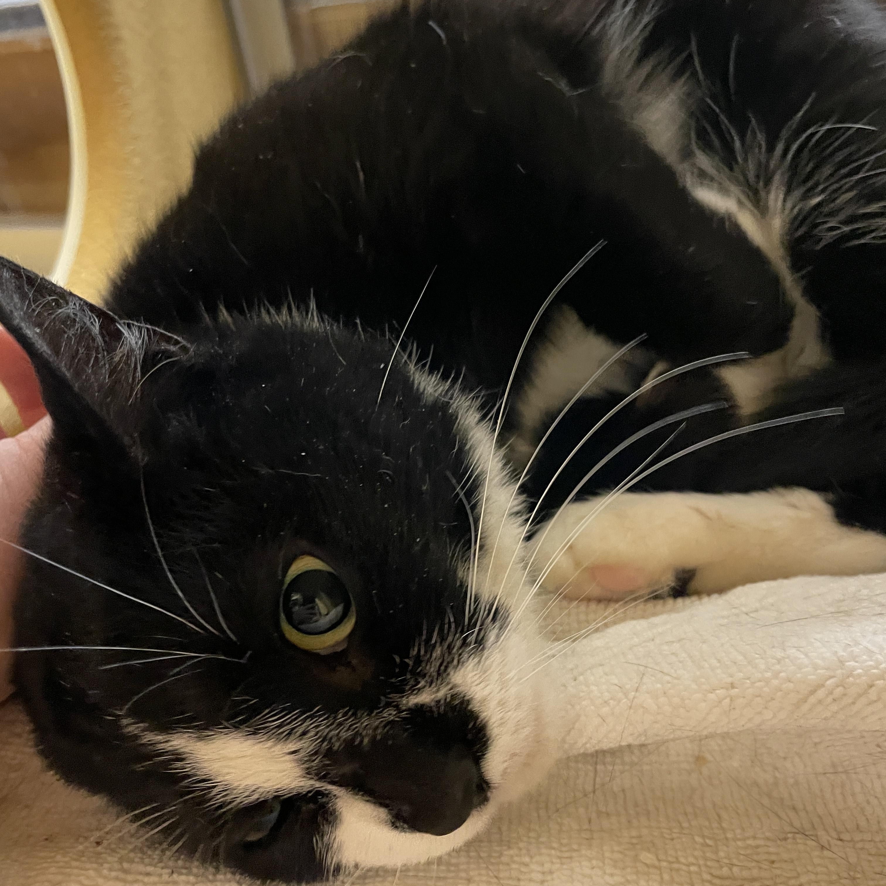 Enlarge Goosey, a ADOPTABLE Domestic Short Hair in Worcester, MA image 1/2