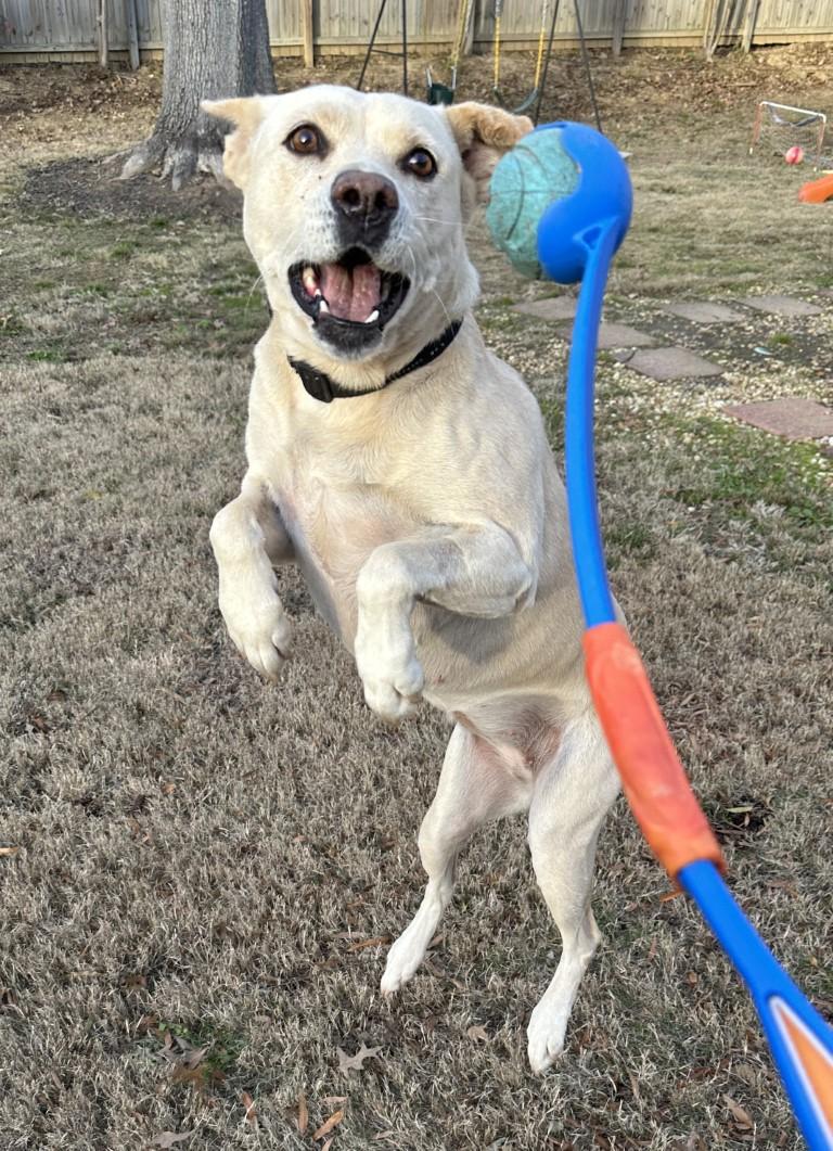 Enlarge Leia, a ADOPTABLE mixed breed in White Plains, NY image 2/5