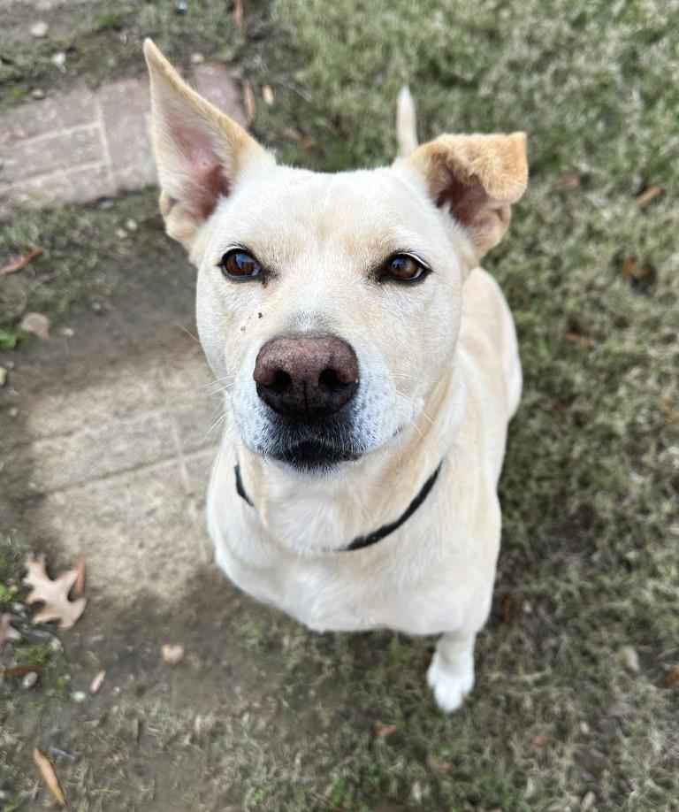 Leia, ADOPTABLE, Adult Male Labrador Retriever.