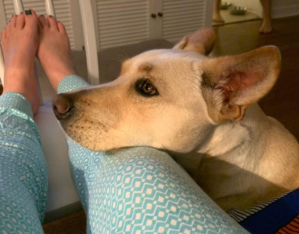 Enlarge Leia, a ADOPTABLE mixed breed in White Plains, NY image 3/5