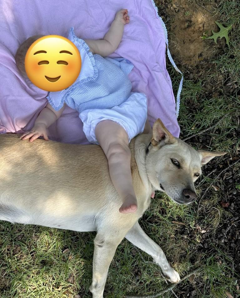 Enlarge Leia, a ADOPTABLE mixed breed in White Plains, NY image 4/5