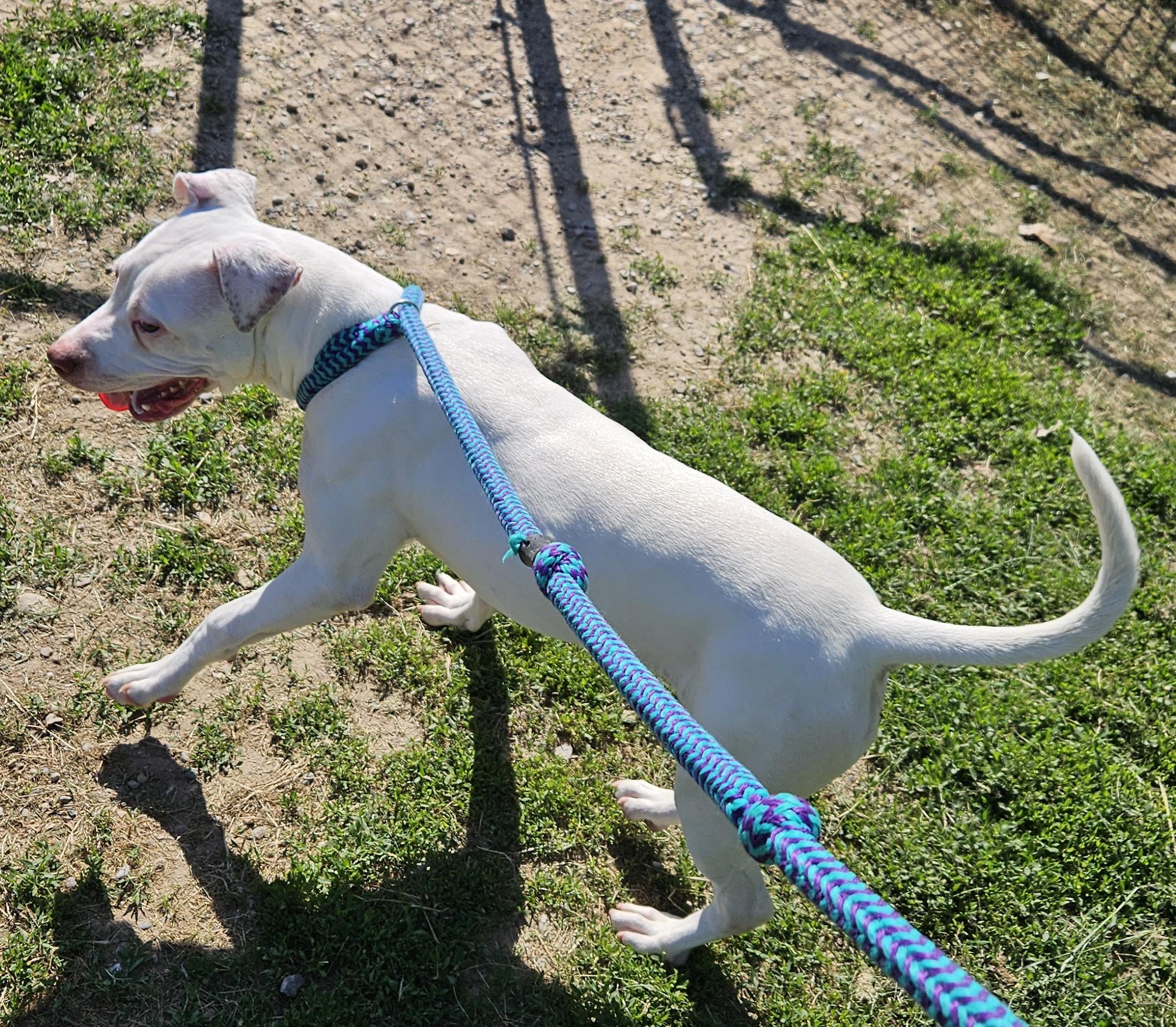 Karma, a ADOPTABLE mixed breed in Benton Harbor, MI image 2/5