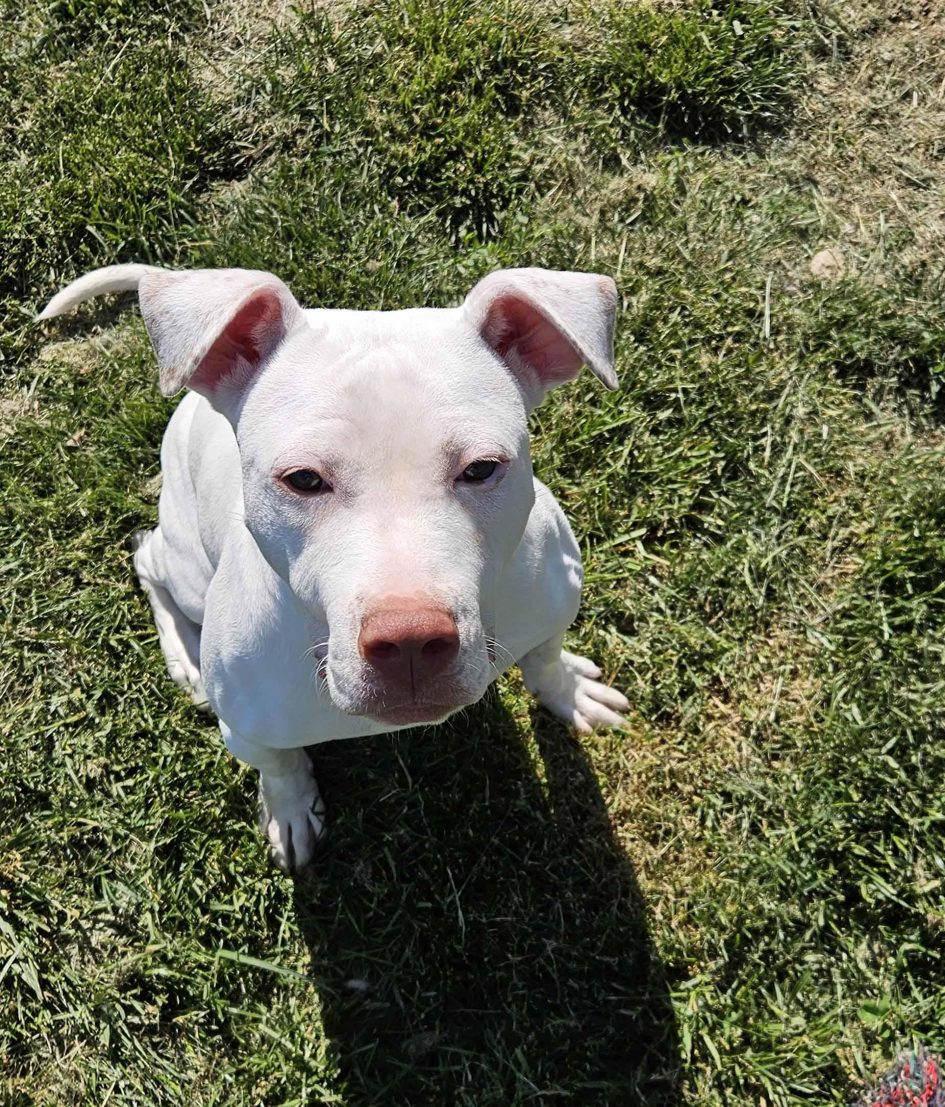 Karma, ADOPTABLE, Young Female Pit Bull Terrier.