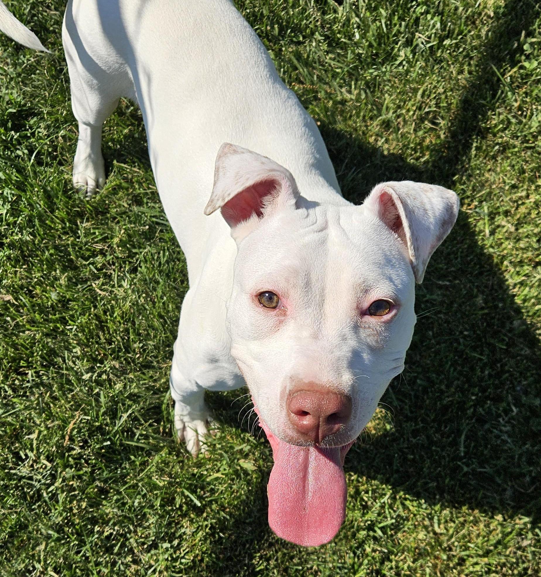 Karma, adoptable, Young Female Pit Bull Terrier.